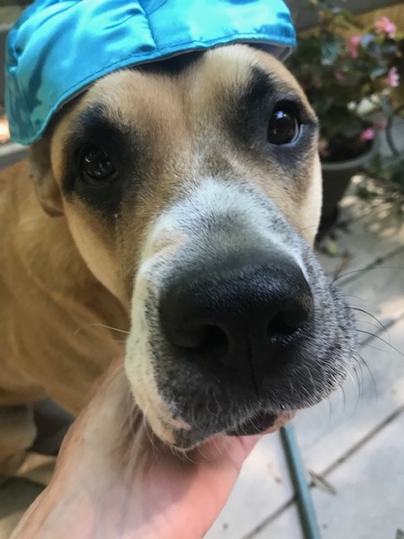 Entry image for Bronson. Clicking this image will show a larger photo