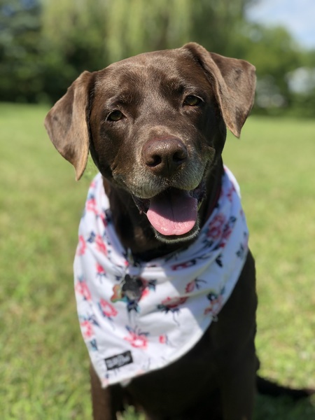 Entry image for Bailey. Clicking this image will show a larger photo