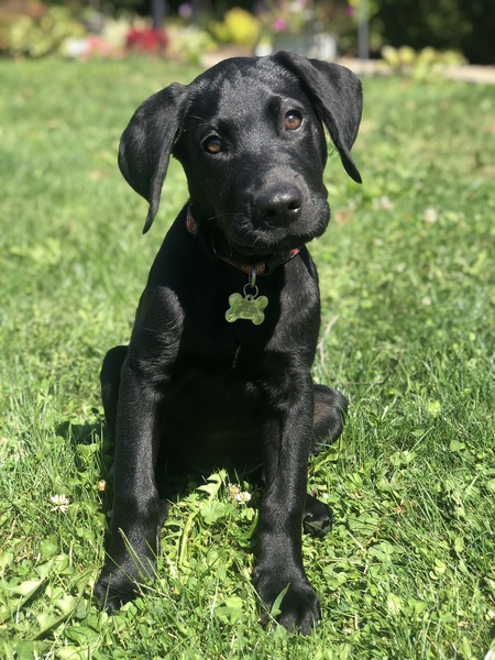 Entry image for Boomer. Clicking this image will show a larger photo