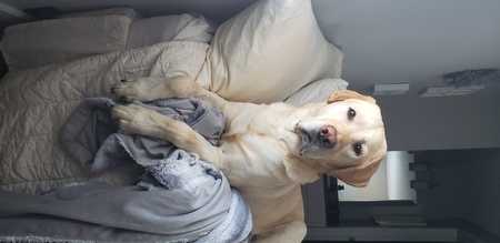 Entry image for HOWIE. Clicking this image will show a larger photo