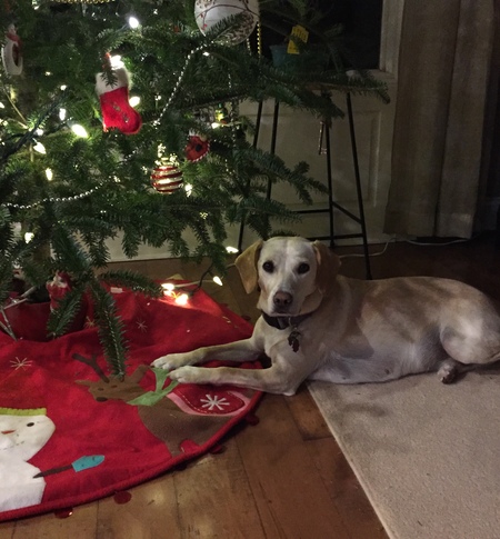 Entry image for Melo. Clicking this image will show a larger photo