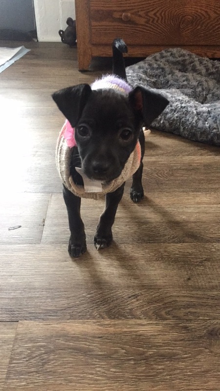 Entry image for Trixi. Clicking this image will show a larger photo