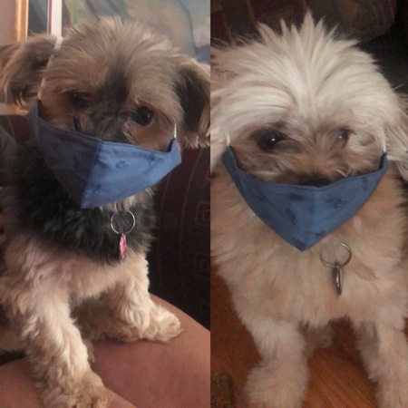 Entry image for Radley & Daisy. Clicking this image will show a larger photo