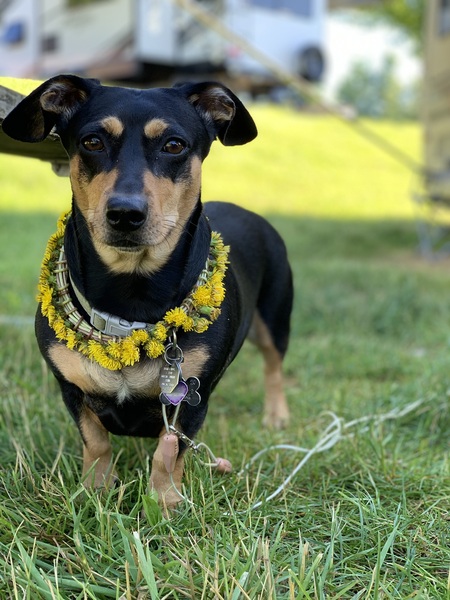 Entry image for Dixie. Clicking this image will show a larger photo