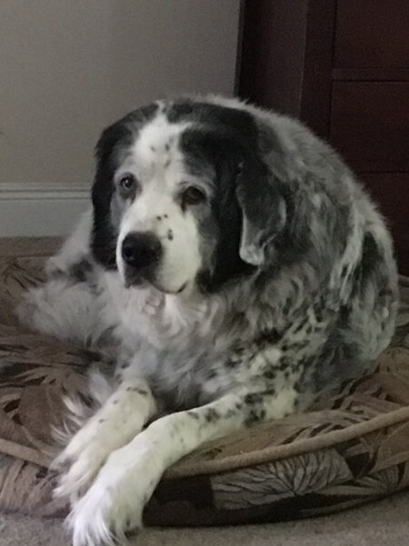 Entry image for Sadie Mae. Clicking this image will show a larger photo