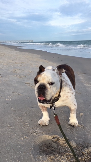 Entry image for Henry. Clicking this image will show a larger photo