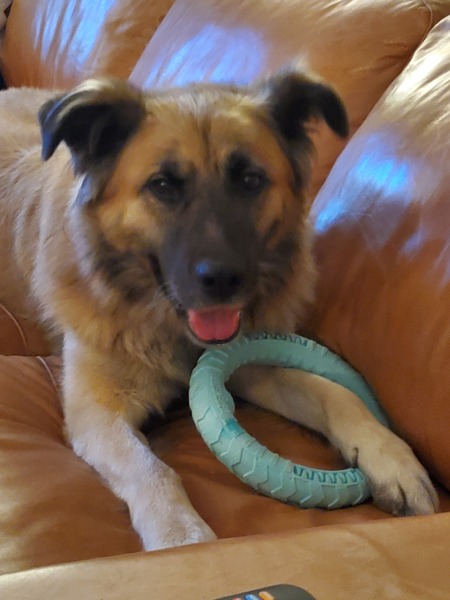 Entry image for Boone. Clicking this image will show a larger photo