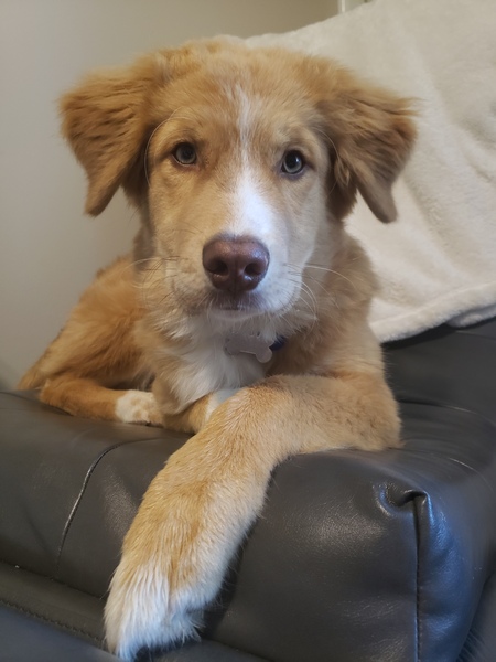 Entry image for Felix. Clicking this image will show a larger photo