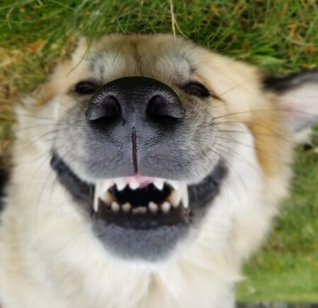 Entry image for Biscuit. Clicking this image will show a larger photo