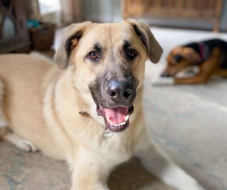 Entry image for Tonka. Clicking this image will show a larger photo