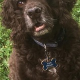 Entry image for Elvis Presley