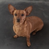 Entry image for Piper