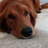 Entry image for Olive 