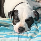 Entry image for Macey