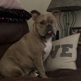 Entry image for Stella