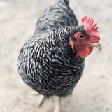 Entry image for Estelle