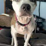 Entry image for Josie