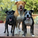 Entry image for Bailey, Wrigley and Roxy