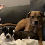 Entry image for Baxter and Jilly