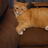 Entry image for Thor