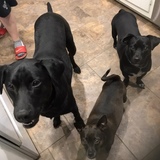 Entry image for Luke, Louis, and Fenway