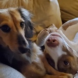 Entry image for Layla and Asher