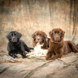 Entry image for Nessie, Chewie, Eevee