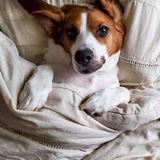 Entry image for Toby