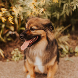 Entry image for Peyton