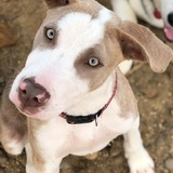 Entry image for Bodhi