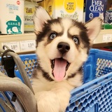 Entry image for Scarlett