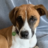 Entry image for Maya Bella 