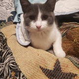 Entry image for Sofie 