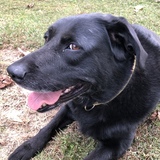 Entry image for Bella Rose