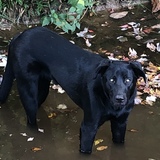 Entry image for Auggie Mack