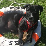 Entry image for Callie