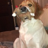 Entry image for Doc Holiday