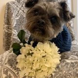 Entry image for Bella