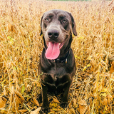 Entry image for Bruno