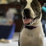 Entry image for Finley