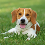 Entry image for Snoopy - aka:Fowler 