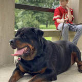 Entry image for Augustus 