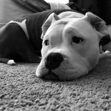 Entry image for Baylee