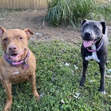 Entry image for Nala & Dori