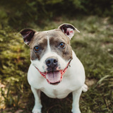 Entry image for Indy