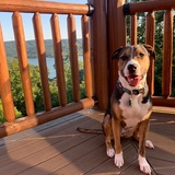 Entry image for Gryffin