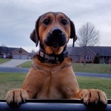 Entry image for Pepper