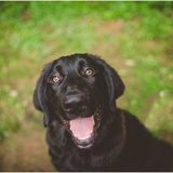 Entry image for Bear