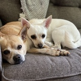 Entry image for Bruiser and Ari