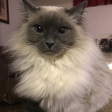 Entry image for Miss Kitty 